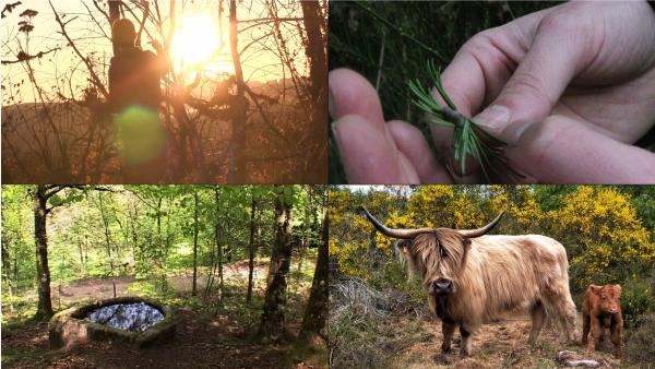 Quatre images : une silhouette en forêt devant un soleil couchant, un bourgeon de sapin tenu au bout des doigts, un fontaine en pierre dans une forêt ensoleillée, une vache highland et son veau sur fond de genêts.